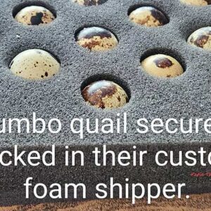 Katie-The-Quail-Lady-Fertilized Quail Eggs Shipper
