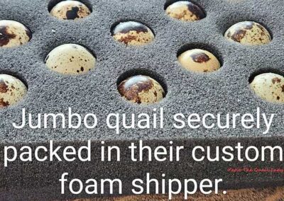 Katie-The-Quail-Lady-Fertilized Quail Eggs Shipper