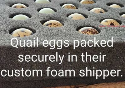 Katie-The-Quail-Lady-Fertilized Quail Eggs Shipper