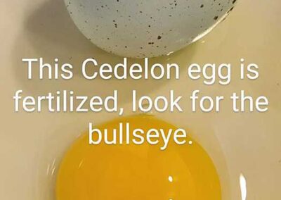 Katie-The-Quail-Lady-Fertilized Quail Eggs
