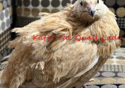 Katie-The-Quail-Lady - Quail