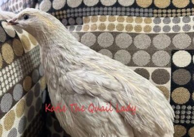 Katie-The-Quail-Lady - Quail
