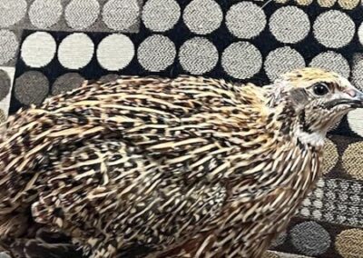 Katie-The-Quail-Lady - Quail