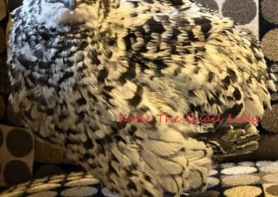 Katie-The-Quail-Lady - Quail