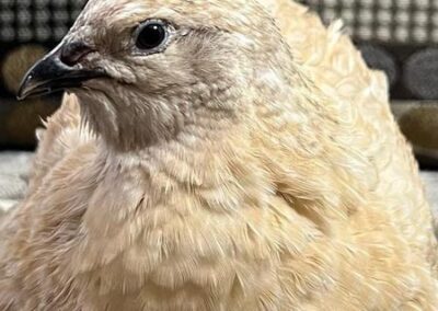 Katie-The-Quail-Lady - Quail