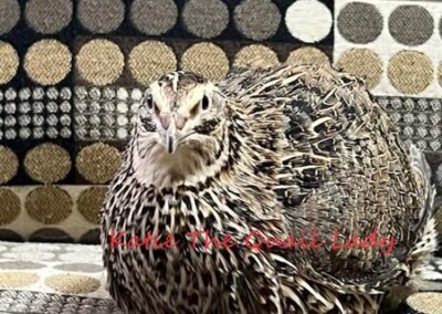 Katie-The-Quail-Lady - Quail