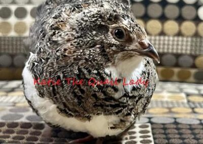 Katie-The-Quail-Lady - Quail
