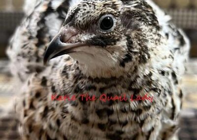 Katie-The-Quail-Lady - Quail