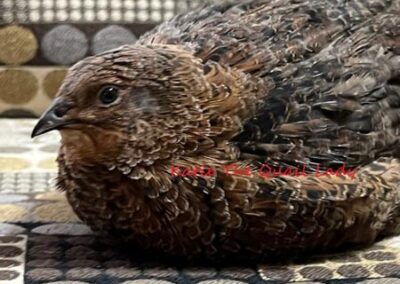 Katie-The-Quail-Lady - Quail