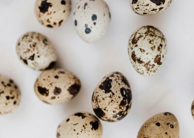 Katie-The-Quail-Lady-Fertilized Quail Eggs