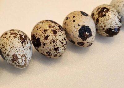 Katie-The-Quail-Lady-Fertilized Quail Eggs