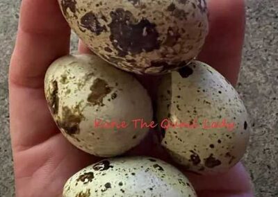 Katie-The-Quail-Lady-Fertilized Quail Eggs