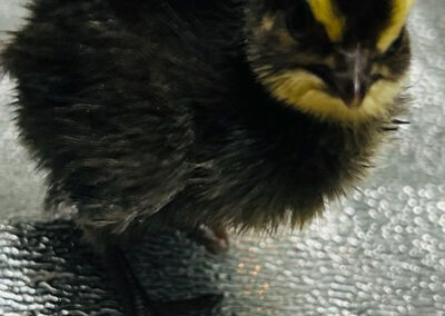 Katie-The-Quail-Lady - Quail Chick