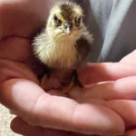 Katie-The-Quail-Lady - Quail Chicks
