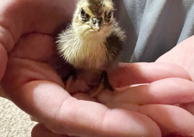 Katie-The-Quail-Lady - Quail Chicks