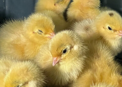 Katie-The-Quail-Lady - Quail Chicks
