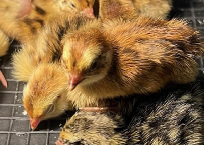 Katie-The-Quail-Lady - Quail Chicks