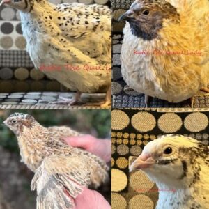 Katie-The-Quail-Lady - Quail