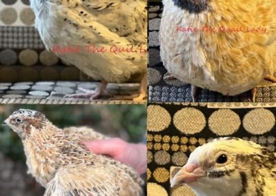 Katie-The-Quail-Lady - Quail