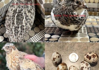 Katie-The-Quail-Lady - Quail