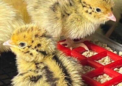 Katie The Quail Lady - Quail eggs-and-equipment