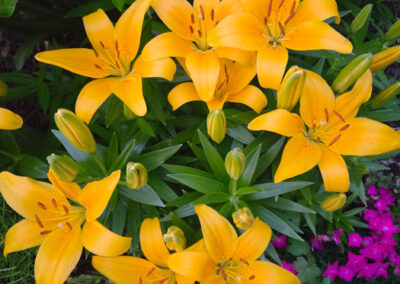 Katie-The-Quail-Lady - lilies