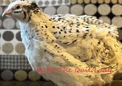 Katie-The-Quail-Lady - Quail