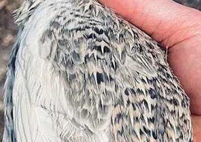 Katie-The-Quail-Lady - Quail