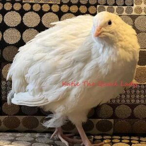Katie-The-Quail-Lady - Quail