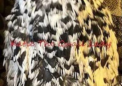 Katie-The-Quail-Lady - Quail