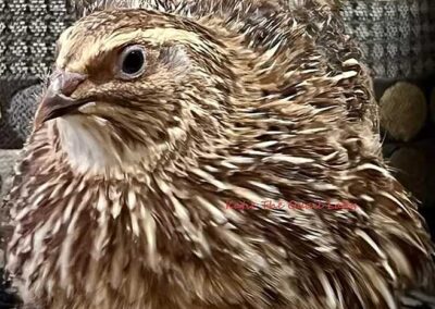 Katie-The-Quail-Lady - Quail