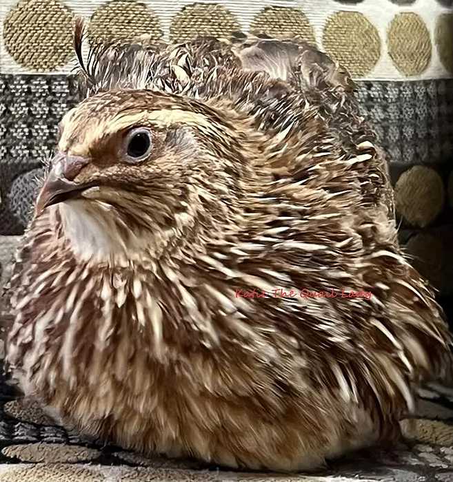 Katie-The-Quail-Lady - Quail