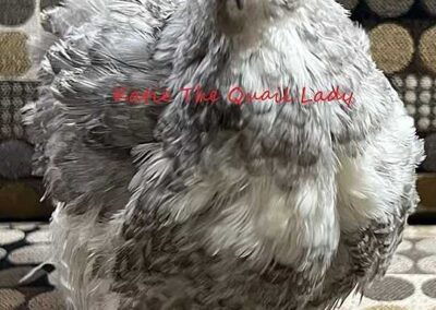 Katie-The-Quail-Lady - Quail