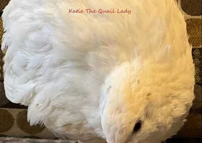 Katie-The-Quail-Lady - Quail