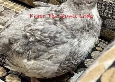 Katie-The-Quail-Lady - Quail