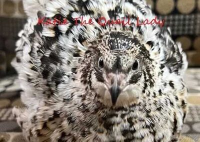 Katie-The-Quail-Lady - Quail