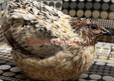 Katie-The-Quail-Lady - Quail