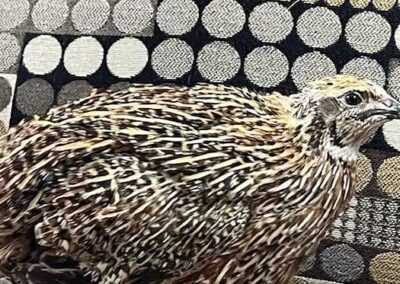 Katie-The-Quail-Lady - Quail