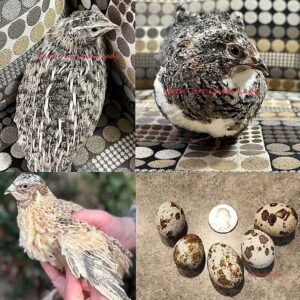 Katie-The-Quail-Lady - Quail