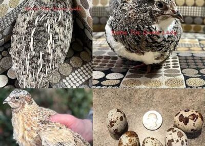 Katie-The-Quail-Lady - Quail
