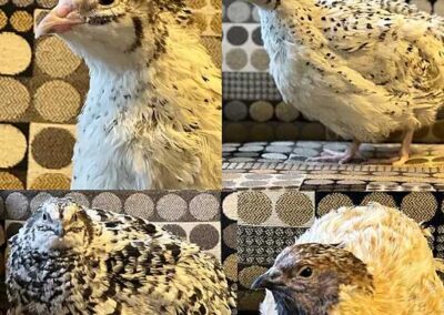 Katie-The-Quail-Lady - Quail