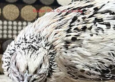 Katie-The-Quail-Lady - Quail