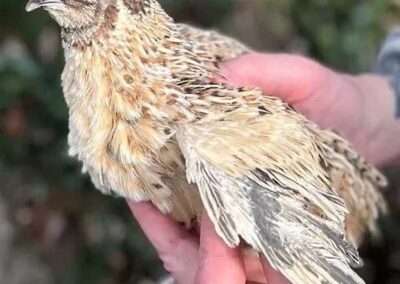 Katie-The-Quail-Lady - Quail