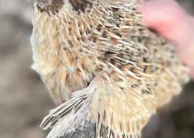Katie-The-Quail-Lady - Quail