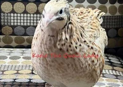 Katie-The-Quail-Lady - Quail