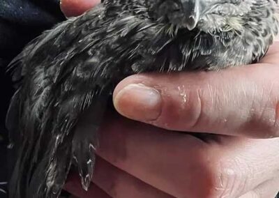 Katie-The-Quail-Lady - Quail