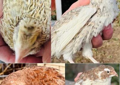 Katie-The-Quail-Lady - Quail