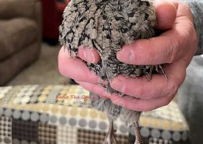 Katie-The-Quail-Lady - Quail