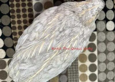 Katie-The-Quail-Lady - Quail