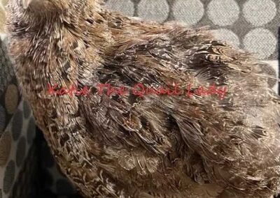 Katie-The-Quail-Lady - Quail